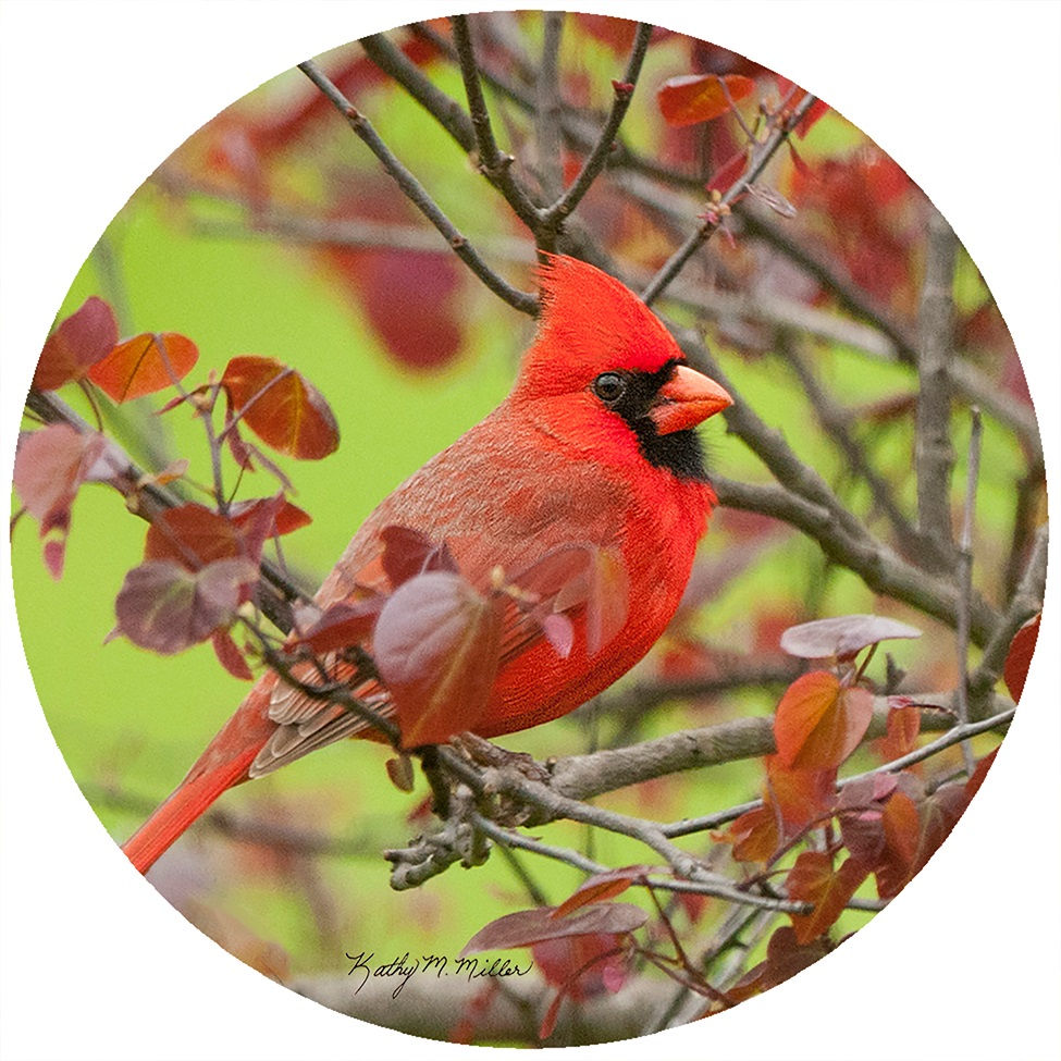 Cardinal Jar Opener