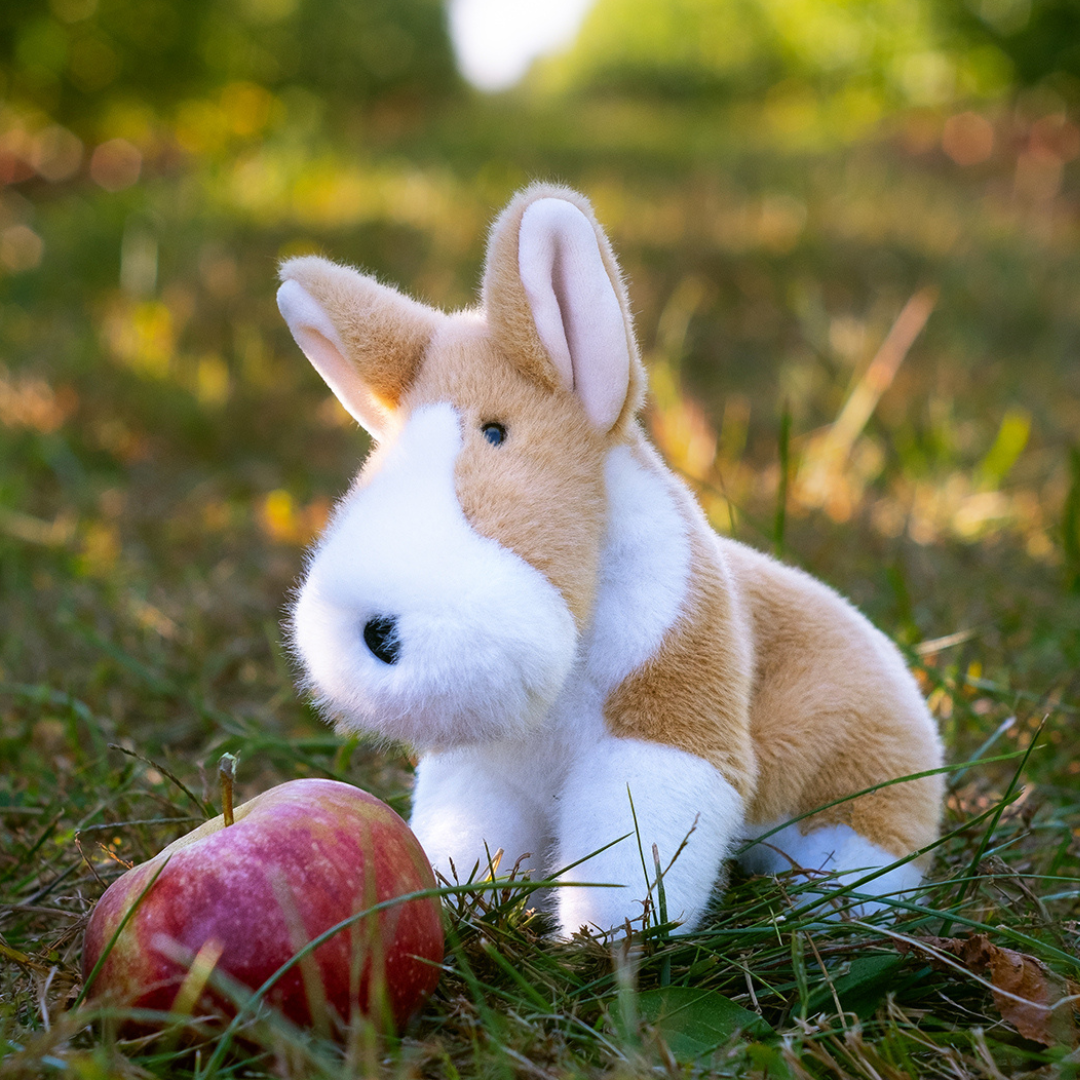 Carl Corgi Muzzle Lg - Raymond's Hallmark