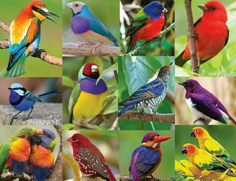 Birds of Paradise - 500 - Raymond's Hallmark
