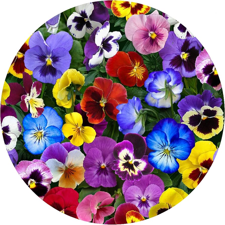 Pansies Jar Opener