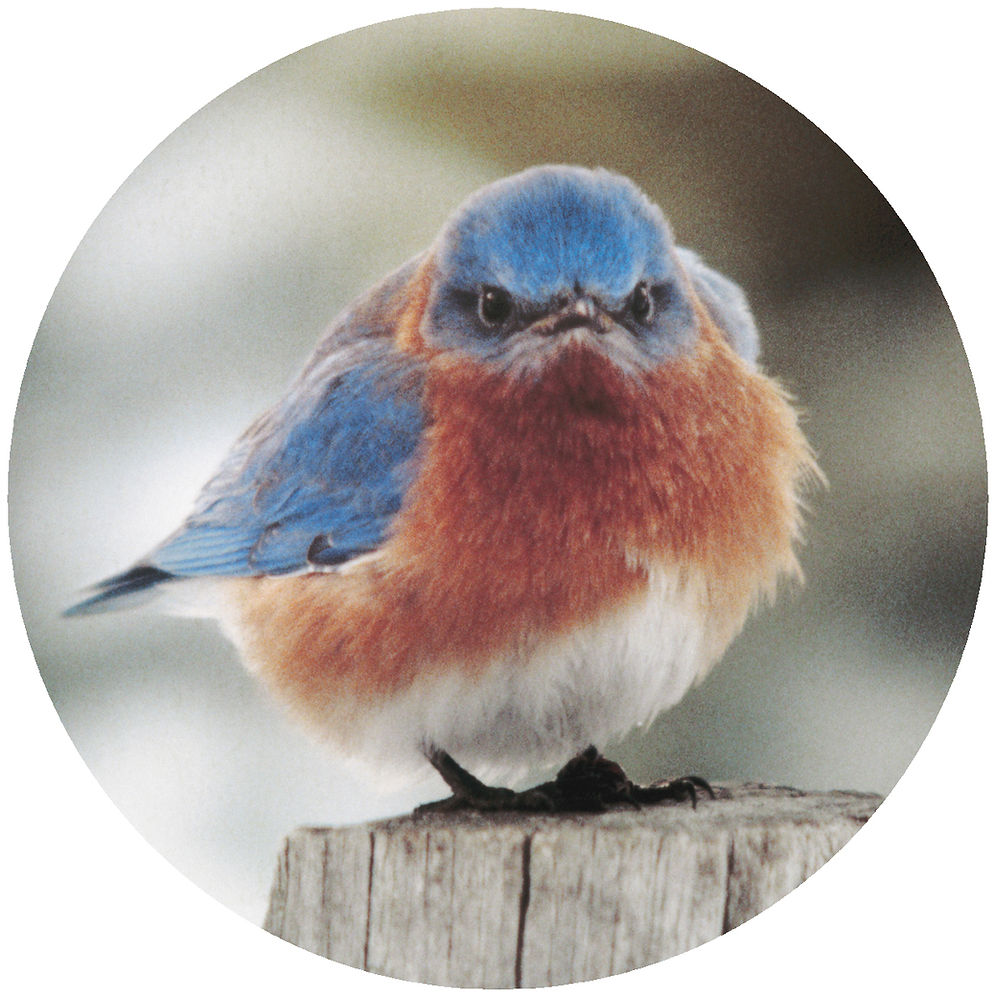Mad Blue Bird Jar Opener
