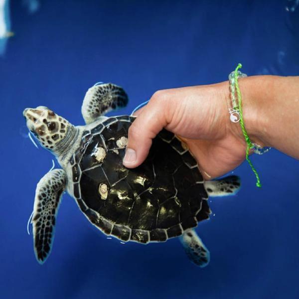 Sea Turtle - Raymond's Hallmark